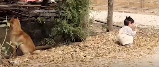 萌娃老捉弄狗狗，狗子气得背过身一天没理她…