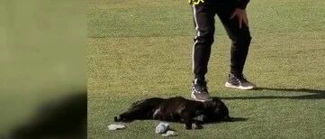 狗狗在操场上晒太阳，被体育老师一哨子吓醒…