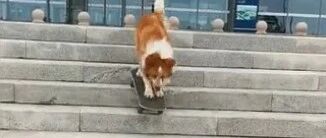4岁牧羊犬滑滑板下30级楼梯！厉害了，狗子！~