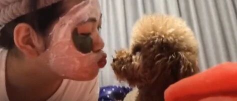 铲屎官想亲亲泰迪，它连忙埋头：羞死了羞死了！