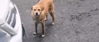 被绝育后又失恋，​狗子气得到宠物医院“骂街”…