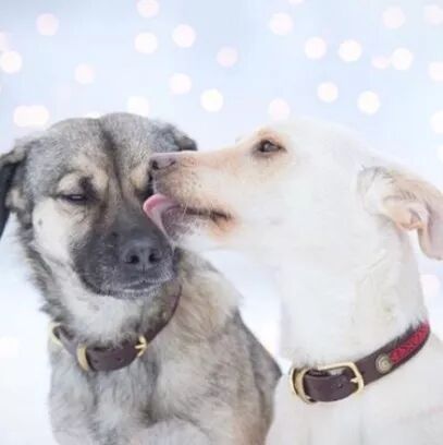 情人节，狗狗秀恩爱！祝天下有情人节日快乐…