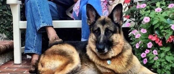 大选成功后，拜登或将带两只宠物狗入住白宫…