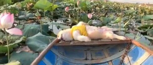 好惬意！小柯基睡在悠悠荡荡的荷花池小船上…