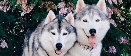 这合影真美！被两只哈士奇撒了一脸的狗粮…