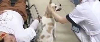 主人车祸送医，狗狗在医院全程陪护不离不弃…