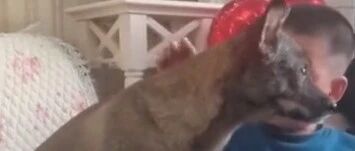 可可爱爱！狗狗教怕狗萌娃撸它自己，真暖…