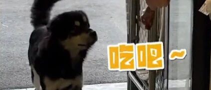 心酸！流浪狗小心而珍视地接受暖心投喂…