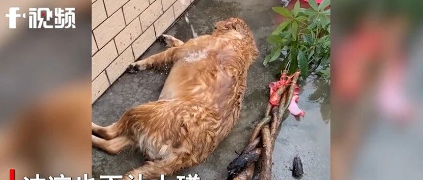 假期出游不带狗，狗狗很生气，后果很严重！