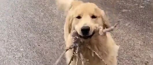 “我跌跌撞撞奔向你！”金毛打着滑奔向主人…