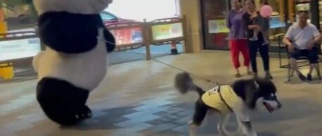 震惊！熊猫人偶竟被狗狗带着狂奔到差点飞起