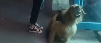 金毛路遇烤羊腿，馋得趴地上不走，老板：给了它两片肉…