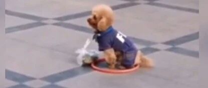 圈地！自萌！大爷给狗狗套个圈“定”在街头…