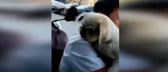 狗狗失联8年后竟自己走回，主人抱着它痛哭…