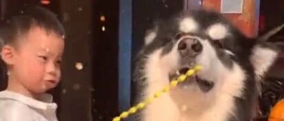 一狗一娃从小“打”到大，三年后，狗狗“赢”了…