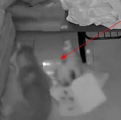 作业被狗狗给“吃”了，菲律宾男孩一脸的无奈…