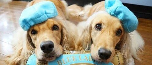 家有两只一模一样的狗狗，神同步生活精彩不断~