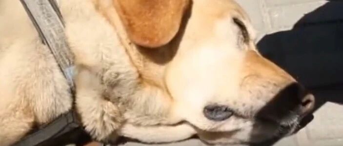 最委屈的狗狗…