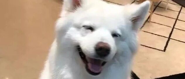 狗狗的快乐就是这么简单！~