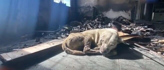 煤气爆炸中，主人身亡，狗狗遍体鳞伤苦守废墟…