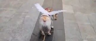 狗狗被打扮成“小天使”在街头玩滑板，场面超燃~