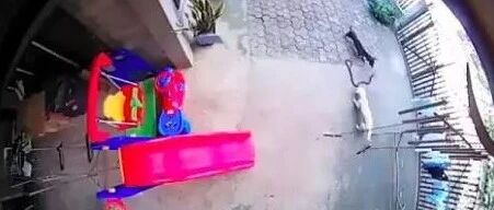 毒蛇出没家中，两只狗狗为保护小主人一死一伤…