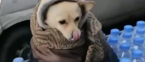 裹着棉衣的狗狗帮主人看摊，全程好乖好可爱~