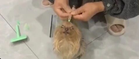 妈妈给狗狗扎小辫，紧得让狗狗变成了表情包~