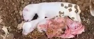 排骨狗粮俱全!主人为小狗办了一场体面的“葬礼”…