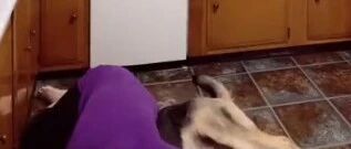 铲屎官癫痫发作，狗狗提前预测并做好守护