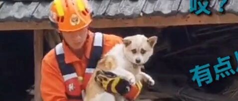 洪水中的狗狗被困瓦房，消防员将其抱起救出…