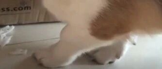 被主人发现偷啃地瓜，小柯基心虚得小腿直哆嗦…