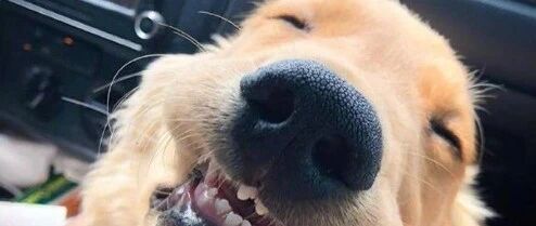 太治愈！汪星人的笑脸，真的好灿烂哦！~