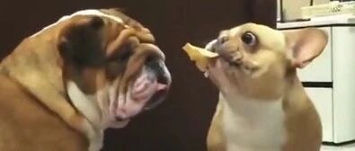 法斗叼着饼干逗英斗，小表情又狗又欠扁！~