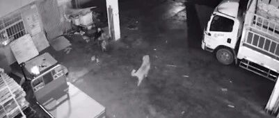 石家庄疫情期间，主人隔离来不及带金毛回家，看监控揪心…