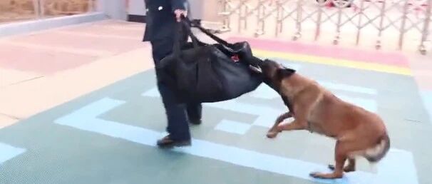 军犬训导员退伍离开，狗狗接下来的举动让人感动…