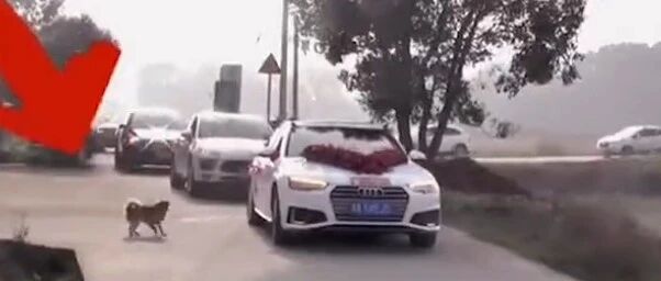 依依惜别！主人出嫁，狗狗狂追婚车十几公里…