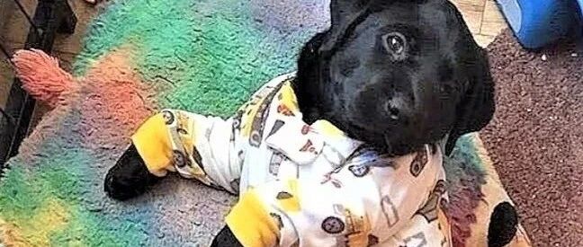 天凉了，穿上秋裤的狗狗们都愈发显得精致了…