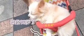 未拴绳狗狗坐小车上街时被拦，铲屎官尴尬：它老了走不动…