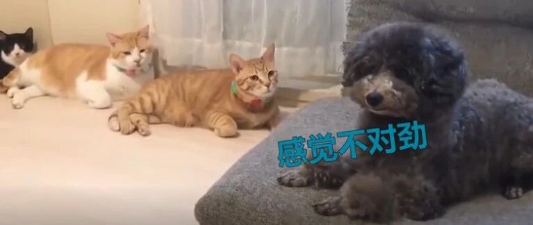 沙发上的狗狗被三只猫同时凝视，顿时慌了神…