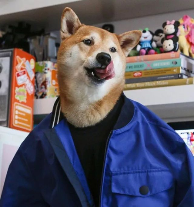 當這隻柴犬穿上了人類服裝，這氣質簡直絕頂… 寵物 第4張