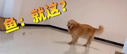 大金毛在屋里遛宠物鱼，还挺讲究“雨露均沾”…