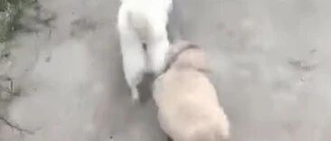 “妈妈别走！”狗宝宝不舍狗妈妈离开，紧咬着狗绳不放…