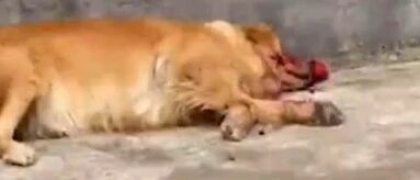 金毛偷吃红心火龙果还“装死”，太戏精了啊！