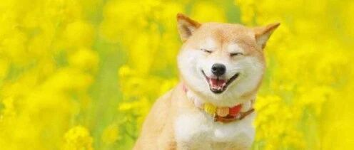 油菜花海里的狗狗，笑得好灿烂啊！~