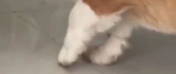 向主人撒娇博同情，狗子右脚扎针抬左脚装瘸