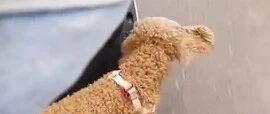 一路狂奔的狗子听懂路人招呼，竟搭起顺风车继续去追主人
