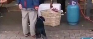 狗狗陪大妈围观肉摊摊主剁肉，吓得双腿发抖