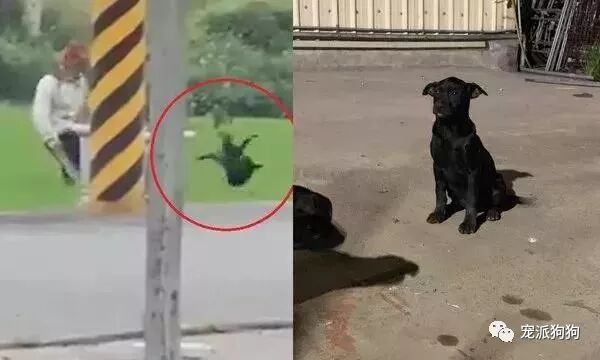 狗媽媽去世以後，不願離開的孩子被一腳踢飛... 寵物 第2張