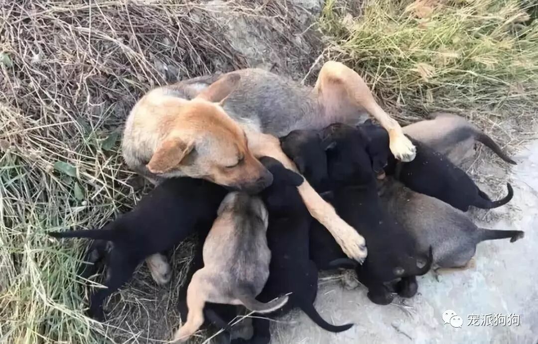 狗媽媽去世以後，不願離開的孩子被一腳踢飛... 寵物 第1張